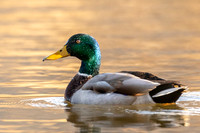 Mallard Duck