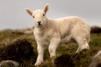 Lamb