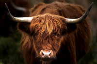 Scottish Highland Cow