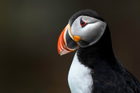 Puffin