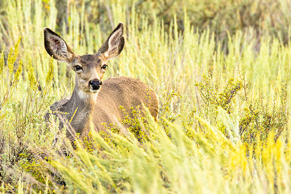Mule Deer Doe