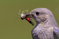 Mountain Bluebird