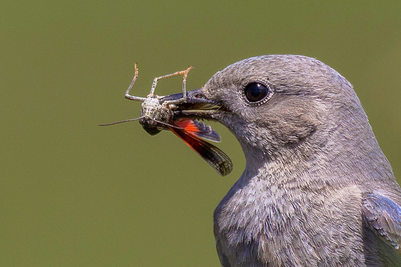 Mountain Bluebird