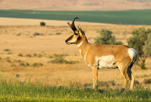 Pronghorn Antelope