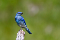 Mountain Bluebird