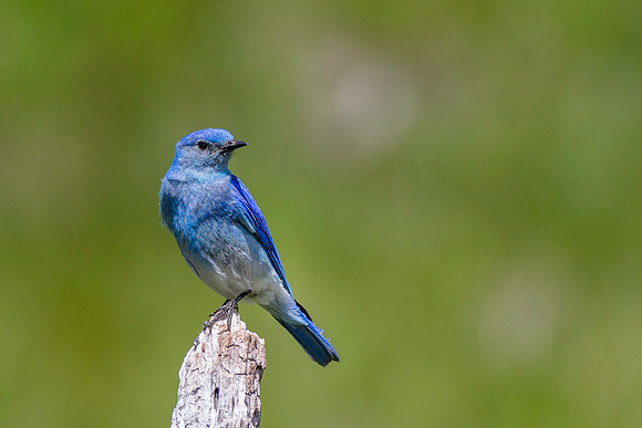 Mountain Bluebird