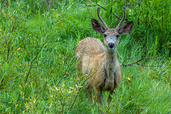 Mule Deer Buck