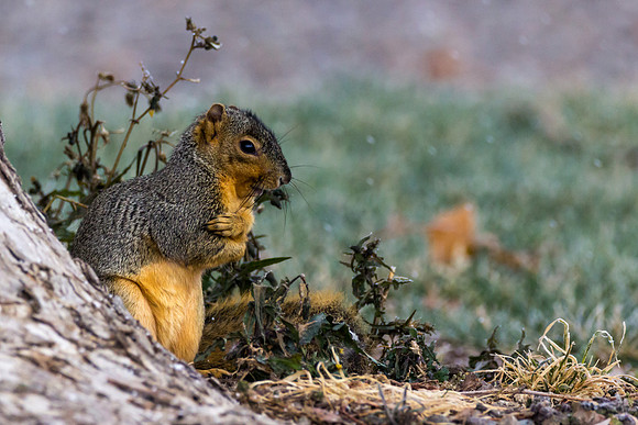 Squirrel