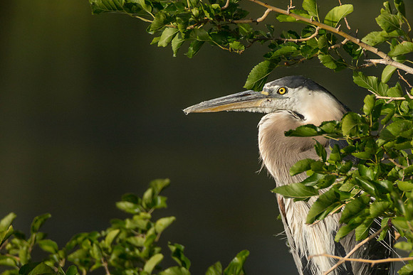Great Blue Heron