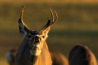 Mule Deer Buck