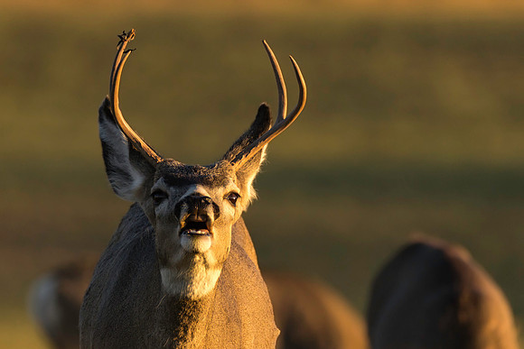 Mule Deer Buck