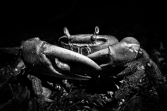 Fiddler Crab