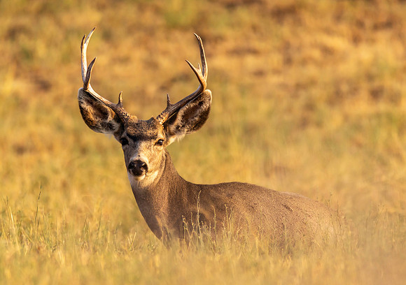 Mule Deer Buck