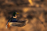 Mallard