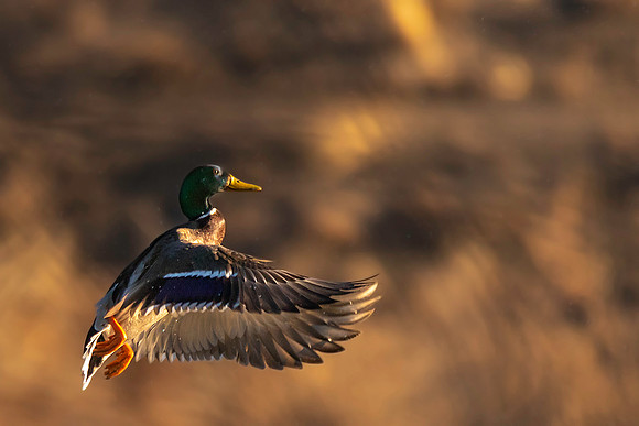 Mallard