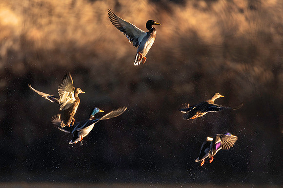 Mallards