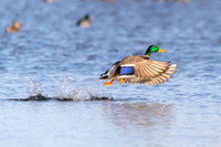 Mallard Takeoff