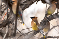 Cedar Waxwing