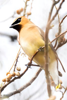 Cedar Waxwing