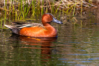 Cinnamon Teal