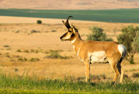 Pronghorn Antelope