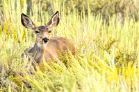 Mule Deer Doe