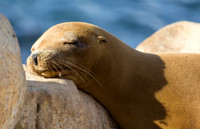 Sleepy Sealion