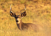 Mule Deer Buck
