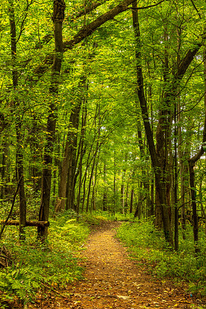 Forest Pathway