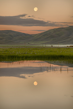 Camas Prairie